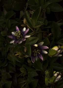 Shadowed passiflora