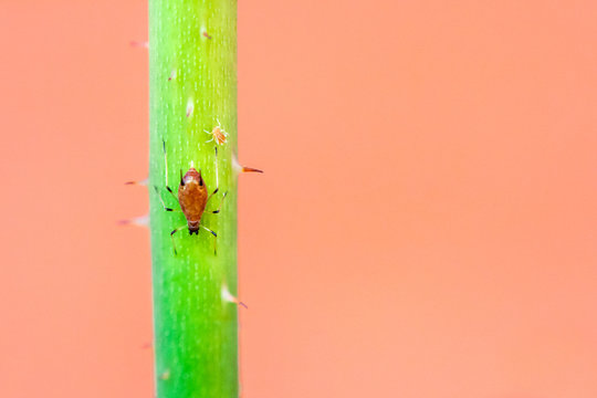 Aphid on a plant