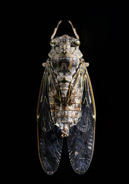Macro of a cicada