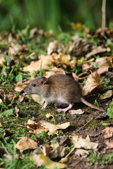 Brown Rat, Norway Rat, Rats, Rattus norvegicus