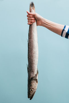 Woman fishmonger holding a large Hake