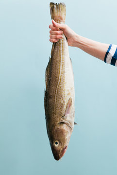 Woman fishmonger holding a large Cod