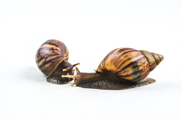 snails on white background  ,Can convey the love of young people or competition