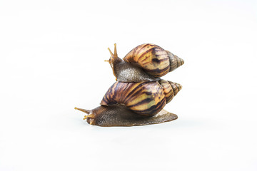 snails on white background  ,Can convey the love of family or Love between mother and child