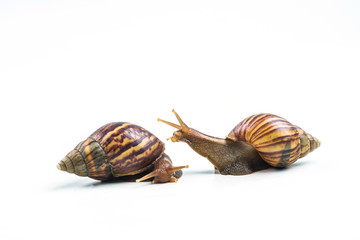 snails on white background  ,Can convey the love of young people or competition