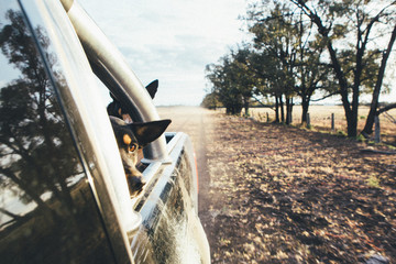 Australian cattle dogs in the back of a ute