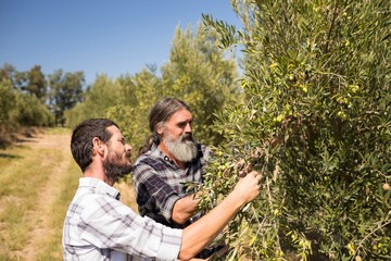 Friends examining olive on plant