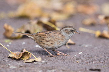 Dunnock, Prunella modularis