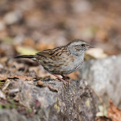 Dunnock, Prunella modularis
