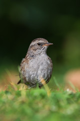 Dunnock, Prunella modularis