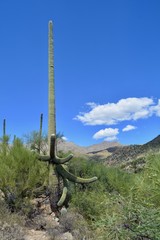 Towering Saguaro Sabino Canyon Tucson Arizona