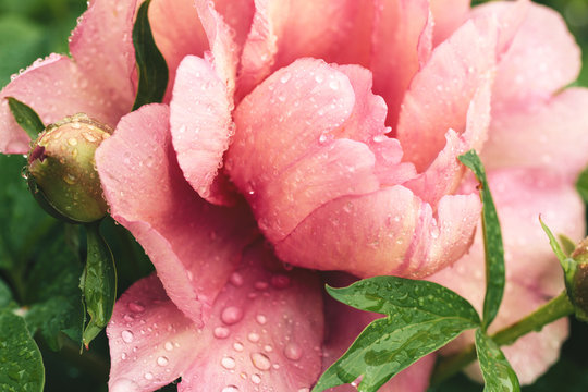 large peony bloom covered in raindrops