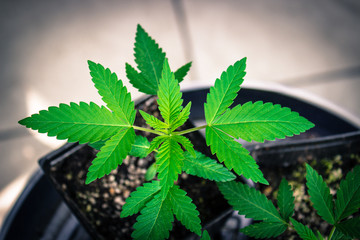 California Medical Marijuana Seedlings
