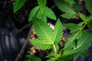 California Medical Marijuana Seedlings
