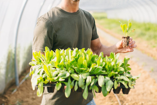 Closeup of a farmer holding seedlings in a greenhouse.