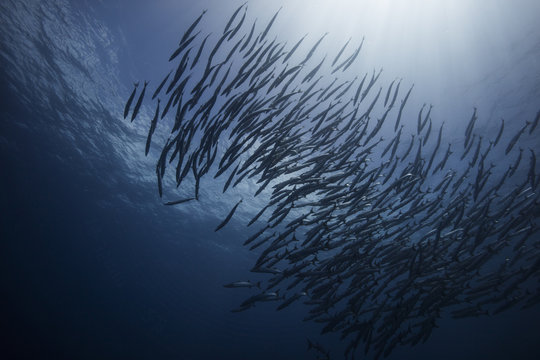 Shoal of barracuda fish swimming underwater