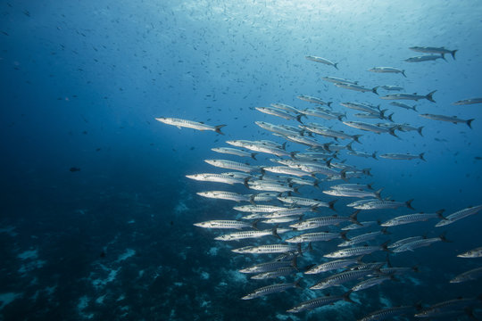 Diving with school of barracuda