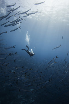Diving with school of barracuda