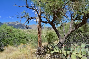 Fototapeta na wymiar Saguaro Ribs Sabino Canyon Coronado National Forest Tucson Arizona