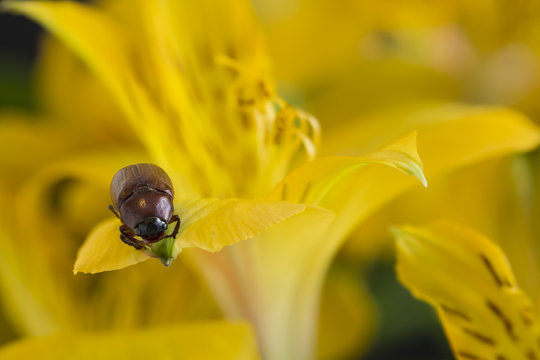 A beetle on a yellow flower petal