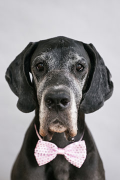 Portrait of black pet in pink bow-tie