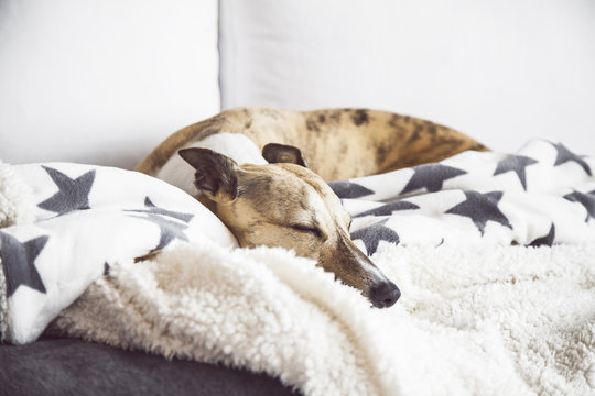 Sleepy Dog
