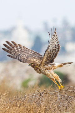 Northern Harrier Lift Off