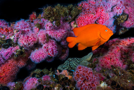 Garibaldi fish above star fish on oil rig structure