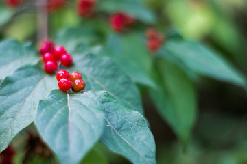 Winter Berries