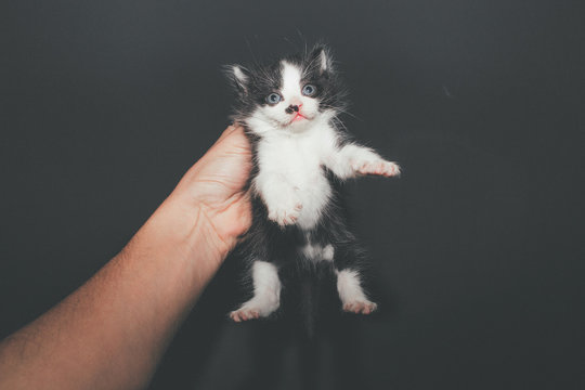 All You Need Is Love and a Cat