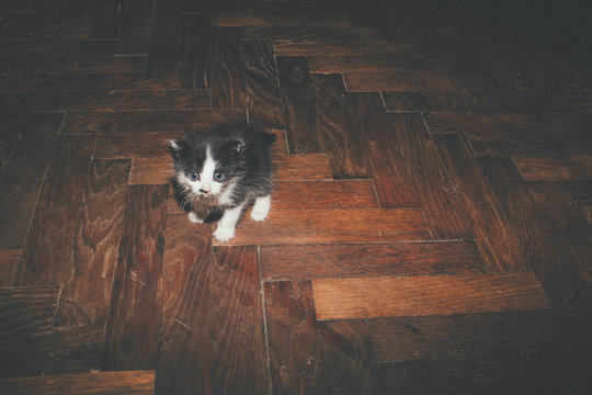 All You Need Is Love and a Cat