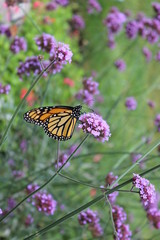 Monarch butterfly on a flower
