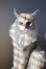 Maine Coon Cat in Sunlight