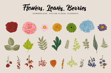 Flowers, leaves, berries set. Botanical vector vintage illustration. Summer Design elements. Colorful.