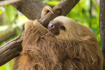 Fototapeta premium Sloth