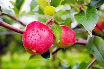 Gloster apple tree branch with apple after rain