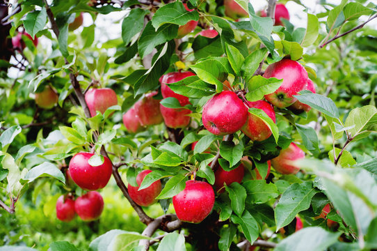 Gloster apple tree branch with apple after rain