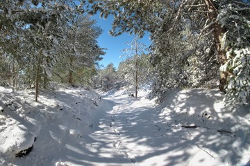 Snowy Path In The Etna Park, Sicily