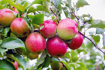 Ligol apple tree branch with apples after rain