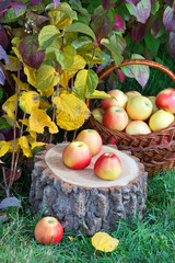 Naklejka na ściany i meble Яблоки в корзине в саду