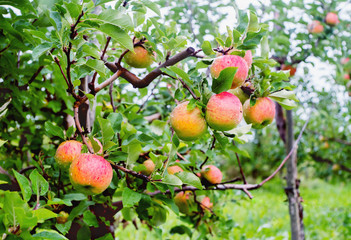 Topaz apple tree branch  with  fruit in a garden after rain.