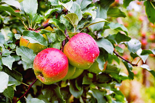 Ligol apple tree branch with apples after rain