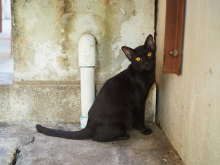 Black fur stray cat sitting, looking and staring to camera, put its face leaning on yellow painted stained grainy texture concrete wall corner, on grey cement floor, pipe, wooden piece attached
