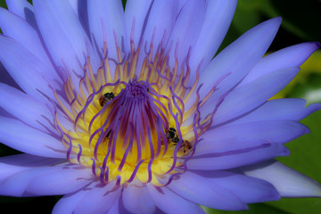 Fleur 