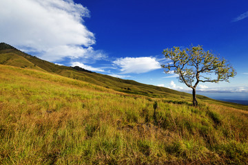 Lonely tree along slopes of Mt Rinjani, Indonesia