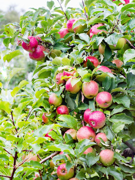 Ligol apple tree branches with apples after rain