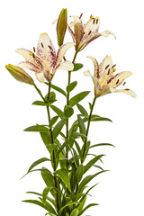 Flowers of asian lily, isolated on white background