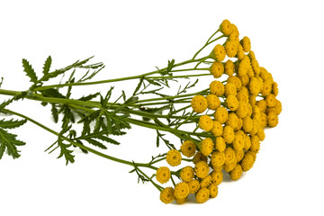 Flowers the medicinal plant of tansy, lat. Tanacetum vulgare, isolated on white background