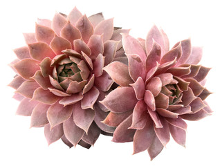 Supervivum Succulent