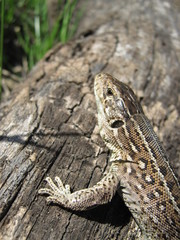 The lizard basks in the rays of the spring sun